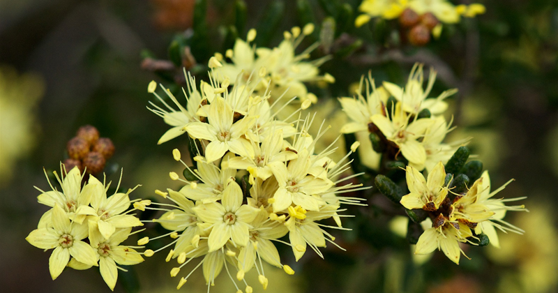 Phebalium squamulosum - Mt Canobolas