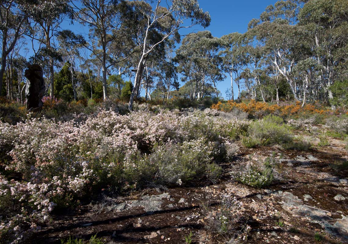 Heath and Xanthoparmelia community at the-Walls - Mount Canobolas 2017