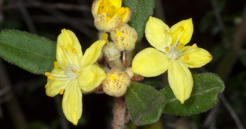 Asterolasia rupestris subsp-rupestris Mt Canobolas