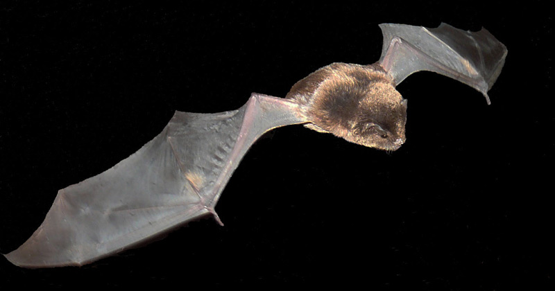Miniopterus orianae oceanensis - Eastern Bent-winged Bat Photo by Marg Turton