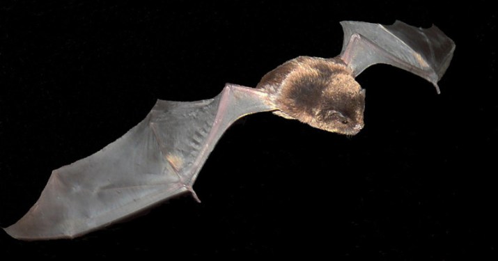Miniopterus orianae oceanensis - Eastern Bent-winged Bat Photo by Marg Turton