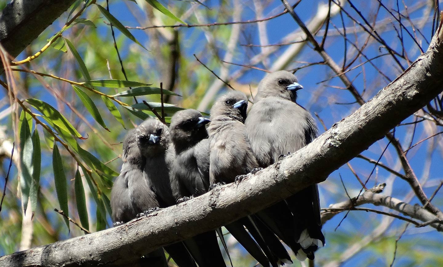 Dusky Wood Swallows -SAVE Mt Canobolas SCA