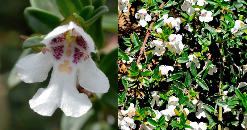 endemic to the Canobolas - Prostanthera gilesii