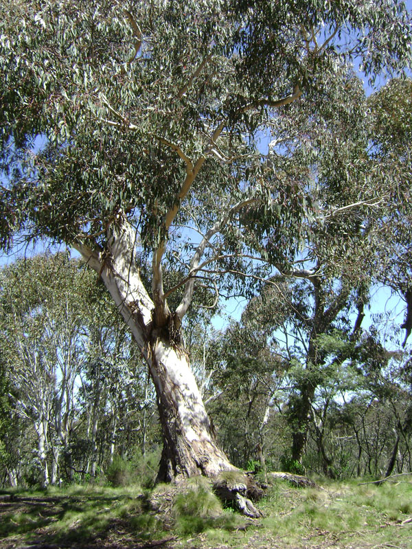 Eucalyptus canobolensis endemic to the Mt Canobolas precinct