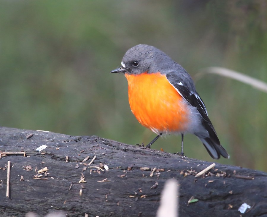Petroica phoenicea (Flame Robin)