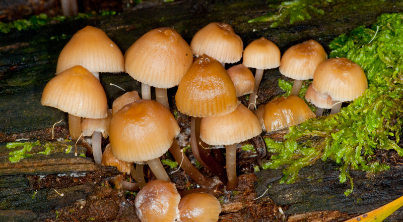 Fungi endemic to Mt Canobolas