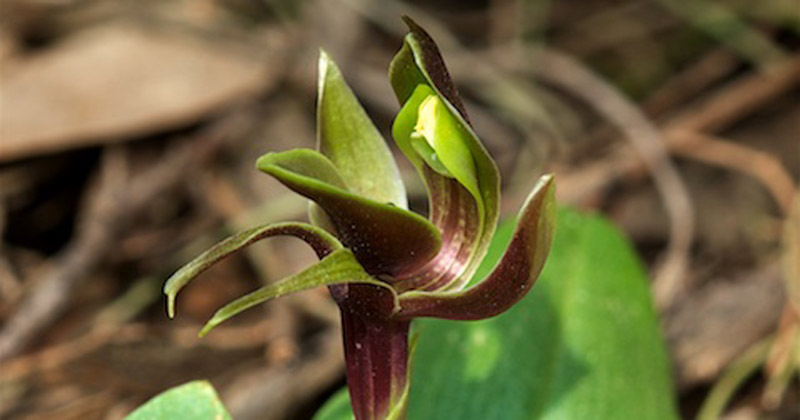 Ground Orchid Mt Canobolas