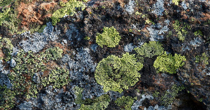 Lichen covered Rock - SAVE MT Canobolas SCA