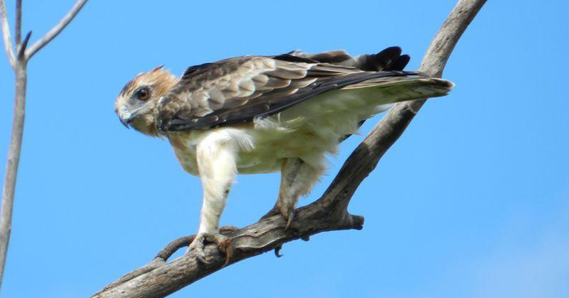 Hieraaetus morphnoides (Little Eagle)