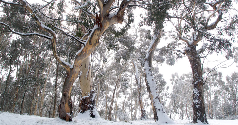 Mount Canobolas in snow