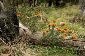 SAVE Mount Canobolas Pea flower