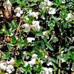 Prostanthera gilesii