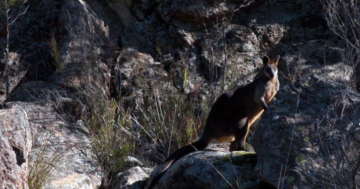 Red-necked Wallaby, Mount Canobolas SCA. Photo by Dr Richard Medd