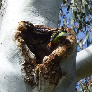 Bird nesting hollows provided by endangered Eucalyptus canobolensis