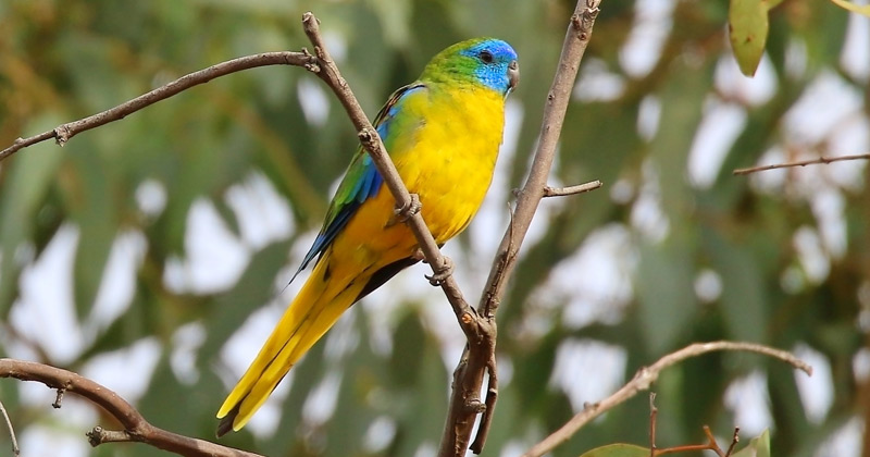 turquoise parrot Mount Canobolas unique biodiversity
