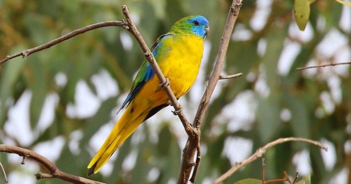 turquoise parrot Mount Canobolas unique biodiversity