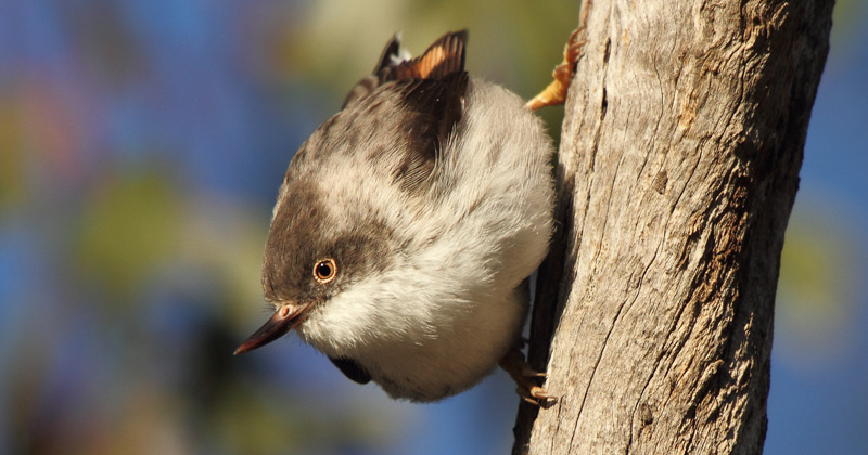Daphoenositta chrysoptera (Varied Sittella)