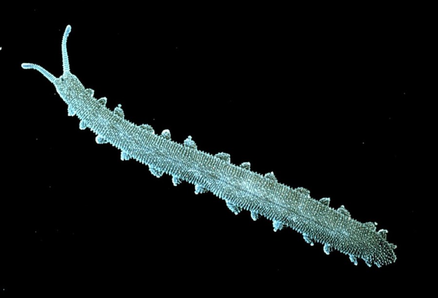 Cephalofovea pavimenta, Mt Canobolas Velvet Worm endemic to the Canobolas volcanic complex