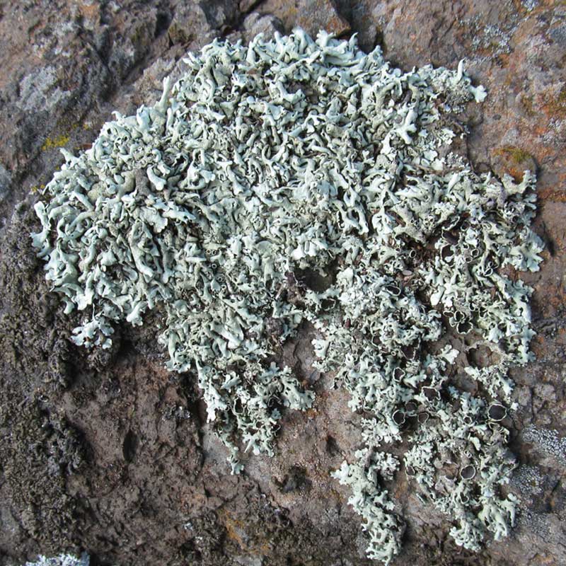 Xanthoparmelia metastrigosa Lichen endemic to the Canobolas volcanic complex