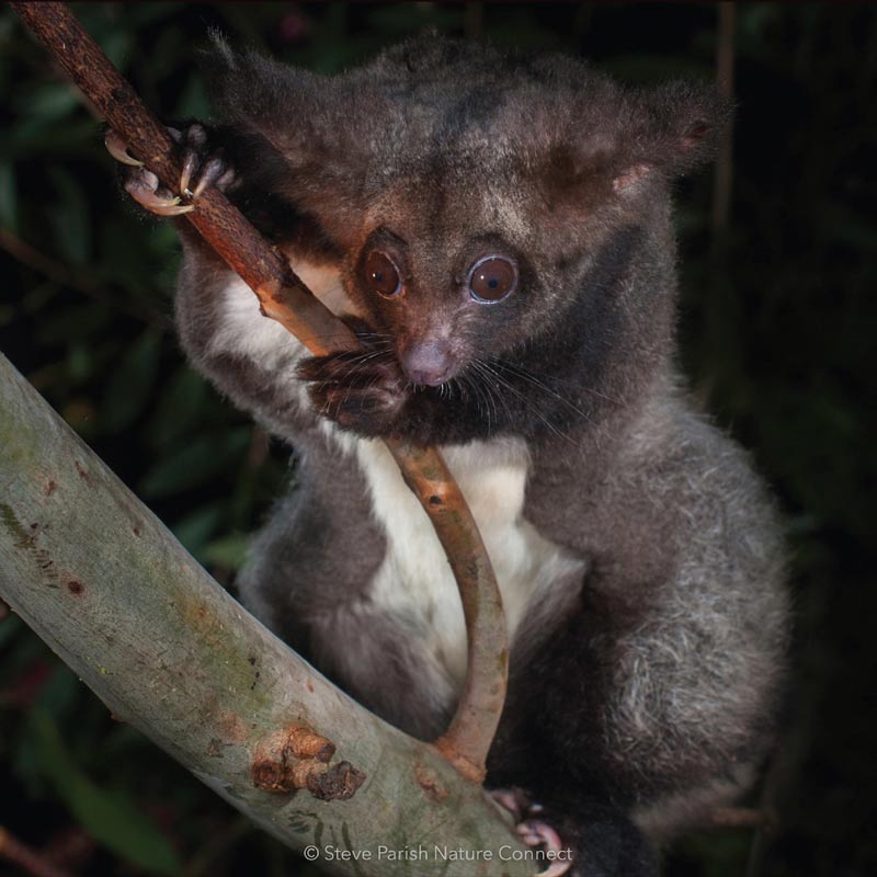 Petauroides volans (Greater-Glider). Photo by Steve Parish