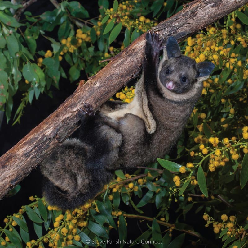 Petaurus-australis (Yellow bellied Glider). Photo by Steve Parish