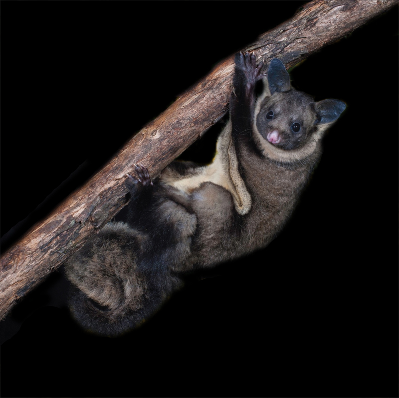 Petaurus-australis (Yellow bellied Glider). Photo by Steve Parish