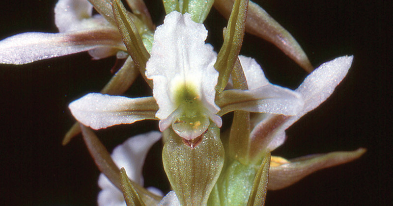 Canobolas Leek Orchid, photo by Dr Bower