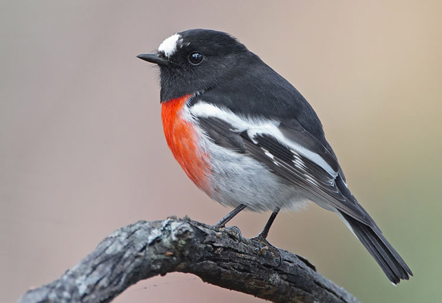Scarlet Robin (Petroica boodang) male. Photo by JJ Harrison