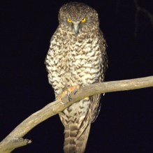 Powerful Owl_Kerle_Mt Canobolas_Mar2019(website)